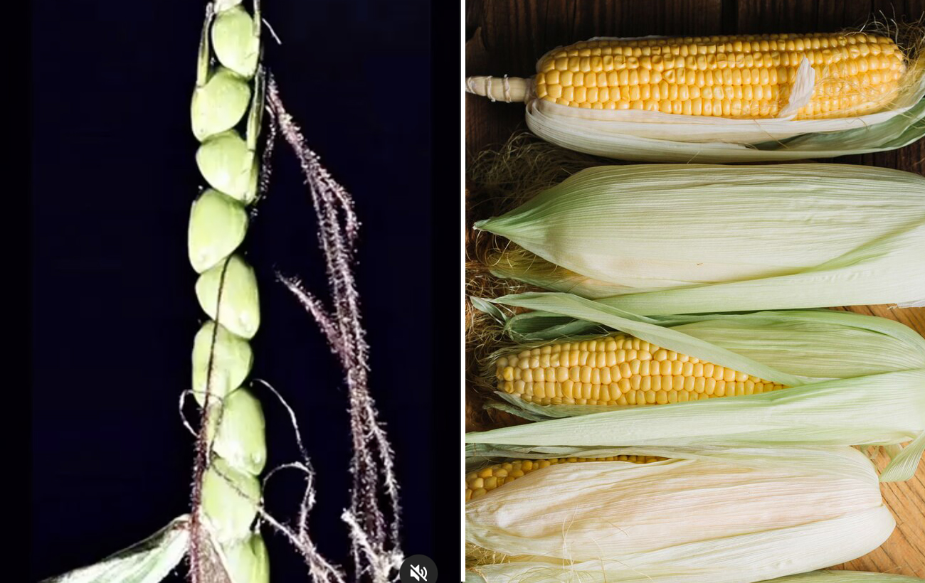 Окультурення значно їх змінило: як раніше виглядали популярні овочі й фрукти (відео)